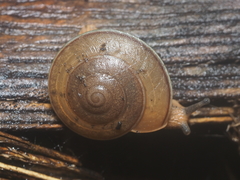 Dyakiidae