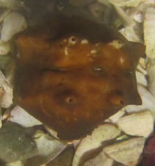 Cryptoconchus porosus