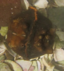 Cryptoconchus porosus