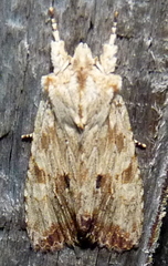 Lithophane patefacta