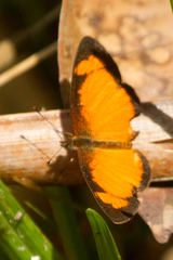 Tegosa anieta