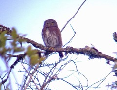 Glaucidium gnoma cobanense