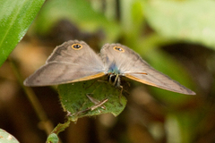 Cissia pseudoconfusa