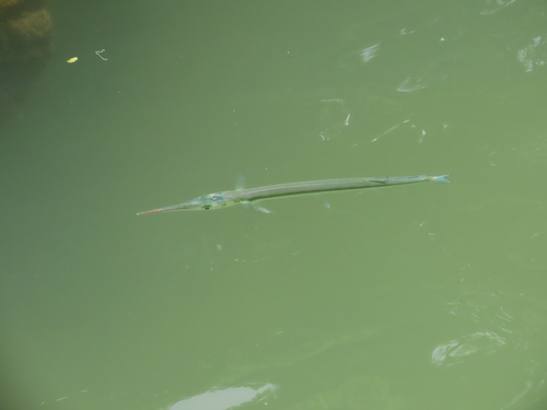 Tylosurus crocodilus