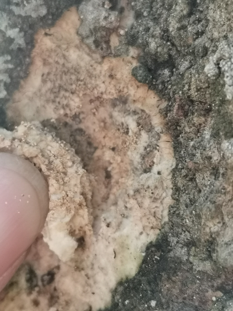 Rigidoporus corticola