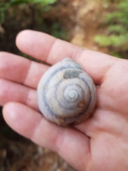 Thersites darlingtoni