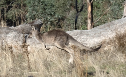 Eastern Grey Kangaroo