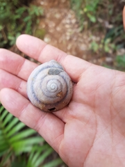 Thersites darlingtoni