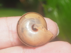 Dyakiidae