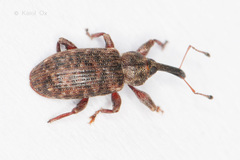 Dorytomus taeniatus