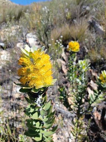 Mimetes chrysanthus, photograph 6