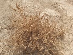 Caroxylon imbricatum