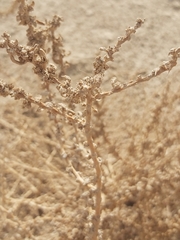 Caroxylon imbricatum