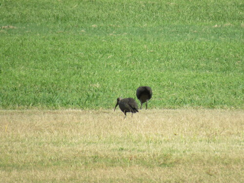 iNaturalist: (c) c, some rights reserved (CC BY-NC), uploaded by c iNaturalist image