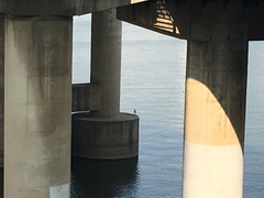 Nycticorax nycticorax