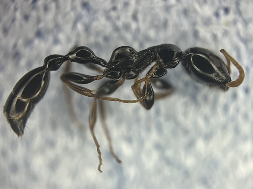 叉唇细长蚁Tetraponera furcata