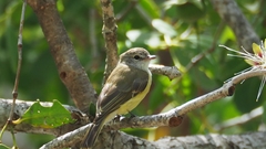 Microeca flavigaster