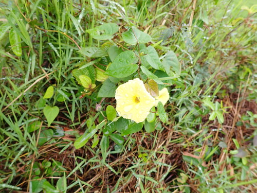 Ipomoea ochracea observed 2026-03-26