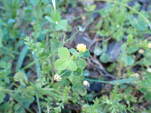 Medicago lupulina observed 2026-03-27