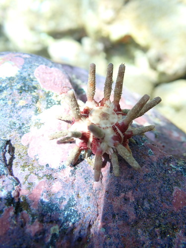 Eucidaris metularia, 2026-03-27