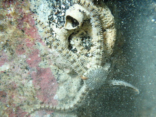 Breviturma brevipes observed 2026-03-27
