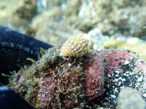 Vexillum cancellarioides observed 2026-03-27