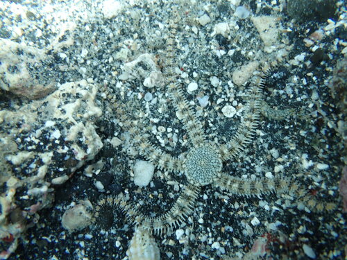 Breviturma brevipes observed 2026-03-27
