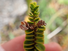 Veronica pauciramosa