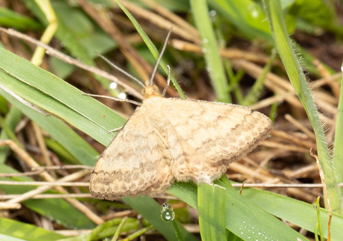 Plantain moth