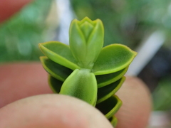 Veronica pauciramosa