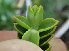 Veronica pauciramosa