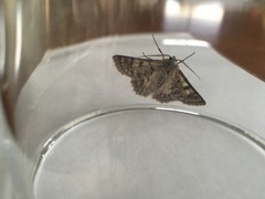 Crypsiphona tasmanica