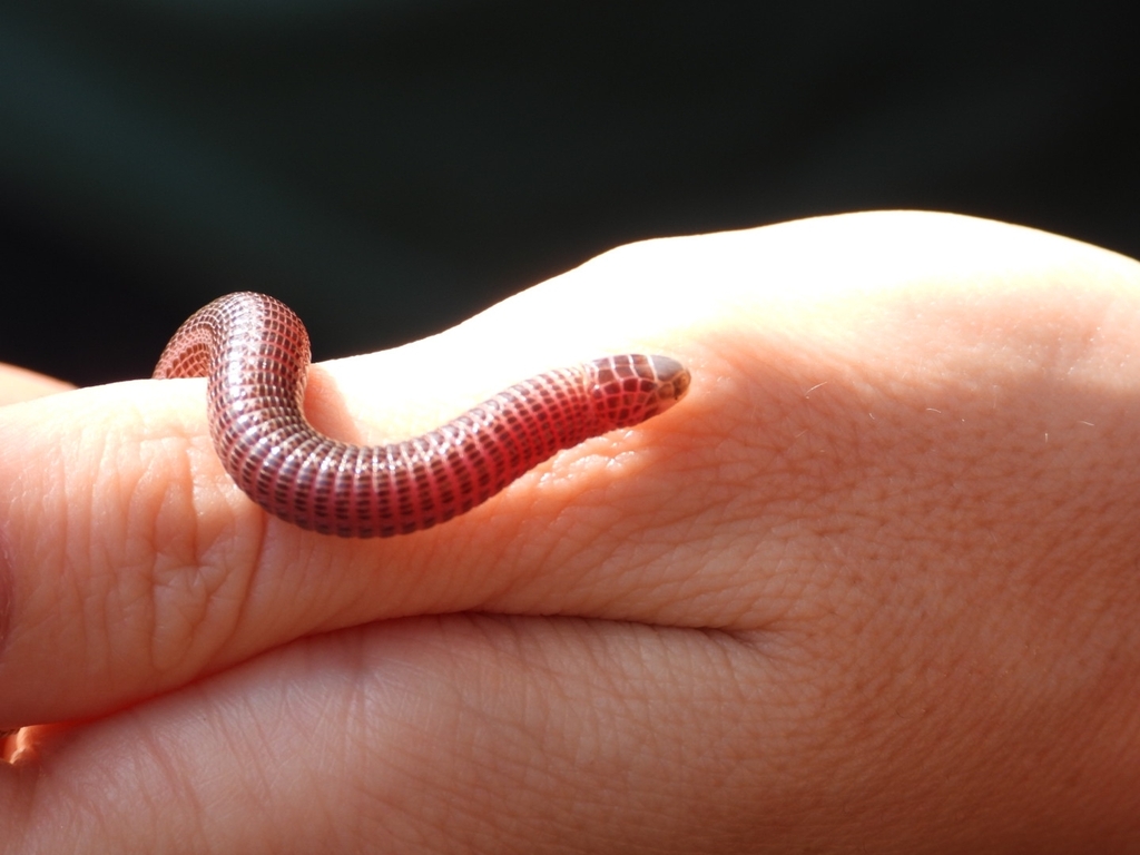 Tangier Worm Lizard