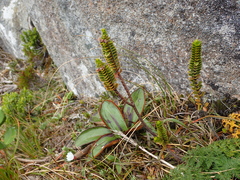 Veronica pauciramosa