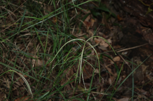 tall chloris (Chloris ventricosa)