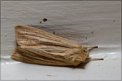 Ichneutica semivittata