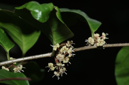 Embelia (Embelia australiana)