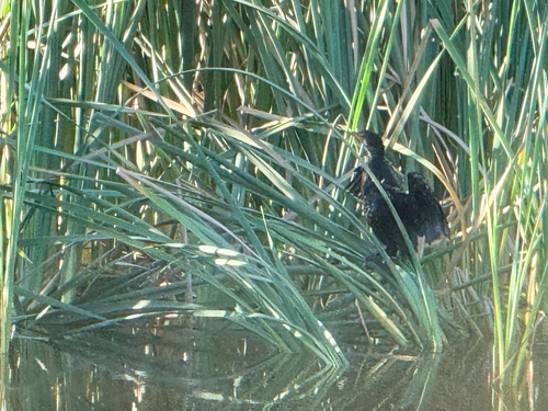 iNaturalist: (c) Mark Brown, some rights reserved (CC BY-NC), uploaded by Mark Brown iNaturalist image