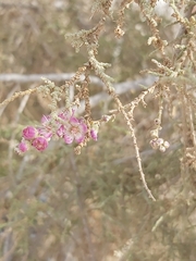 Tamarix aucheriana