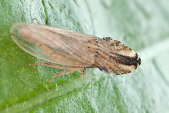 Eupelix cuspidata