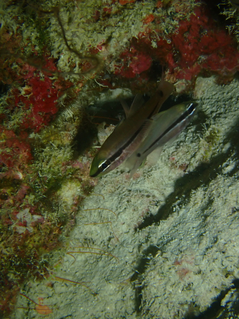 bridled cardinalfish