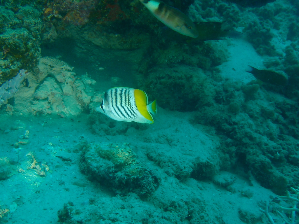 Atoll Butterflyfish