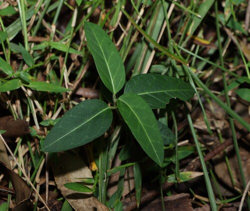 Slender milkvine (Leichhardtia coronata)