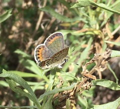 Plebejus melissa paradoxa