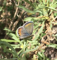 Plebejus melissa paradoxa