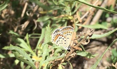Plebejus melissa paradoxa