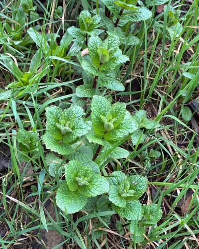 spearmint (Mentha spicata)