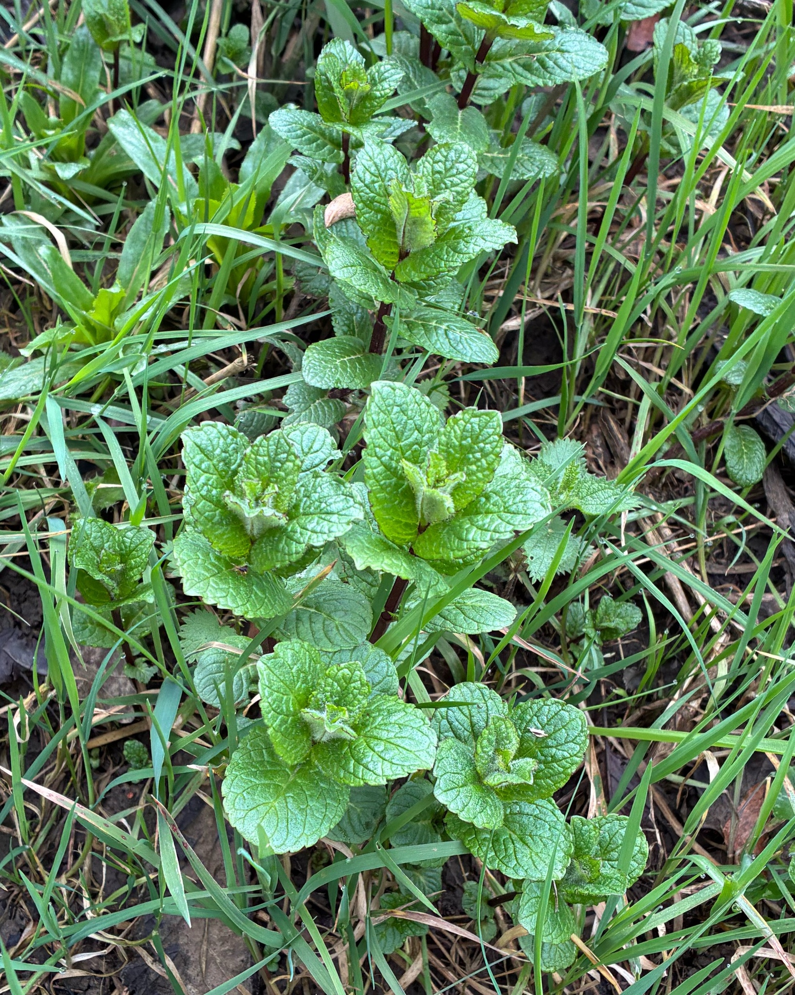 Spearmint (Mentha spicata)