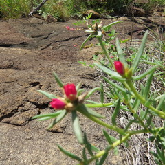 Portulaca kermesina image