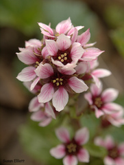 Boykinia richardsonii